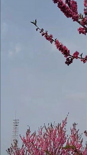 懐旧、舟木一夫さん「名月赤城山」。1939年の東海林太郎の代表曲で、群馬県の赤城山を国定忠治が去る心境を歌ったもの。僕の知人に国定さんという方がいたけどやはり国定忠治のような生き方でしたね〜。