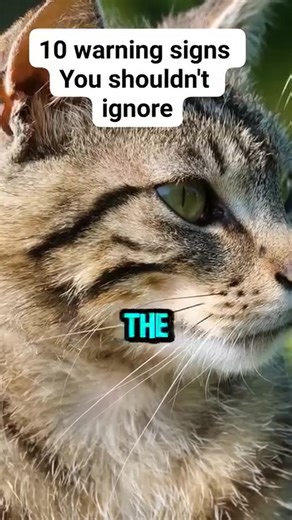 70K views · 573 reactions | warning signs you shouldn't ignore | All about cats | Facebook