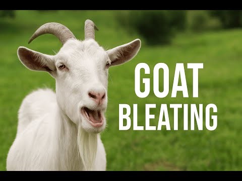 Goat Bleating Sound Effect #goat #Bleating #animalsounds