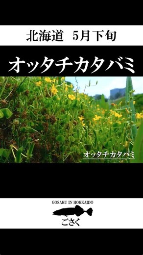 【北海道】オッタチカタバミ #shorts
