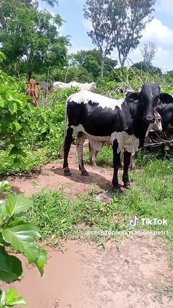 @DON CHINGY1z @Abdul latif FARMS🐄 @EaziFarms_Ghana @Above the law⚓💯 @azizkobo @BaaLokachi🇺🇸 @Echris Farms_Ghana @MAJESTY FARMS @ROYAL BLISS FARM 🇬🇭