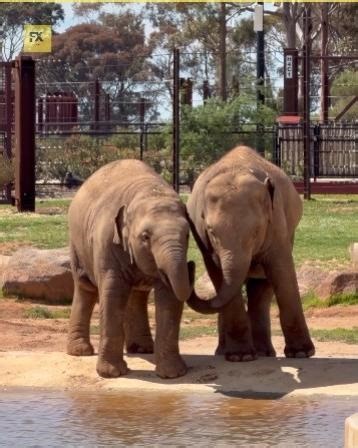 Do animals talk to each other? 😱