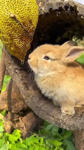 #cuteanimals #cute #animals #pets