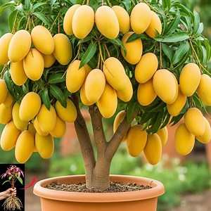 5.7K views · 619 reactions | Mango Tree Care Secrets that Will Amaze Every Gardener | Farm Tree | Facebook
