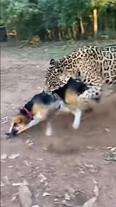 House Cat vs. A Jaguar? (Wait for it!)