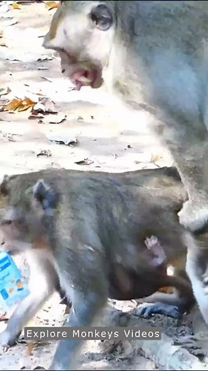 Mama monkeys have mile box moment. #monkeys #animals | Explore STORY