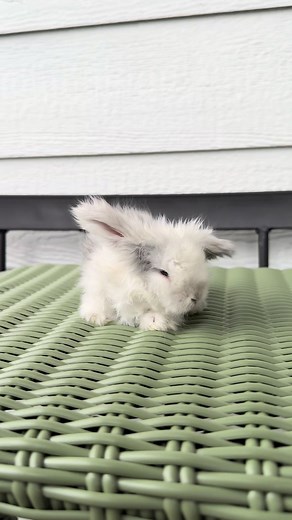 My Shayla 😭😭😭 my babies will be 3 weeks old on Saturday. I am so close with this litter after feeding them twice a day, helping them go to the bathroom, gently grooming them, and even treating nestbox eye in the tiniest one (little bear). I don’t know if I will be able to part with them ❤️ #cuddlelopco #rabbitry #fyp #bunnies #foryou #denvercolorado #bunny #denver #rabbit #teddywidder #handraising