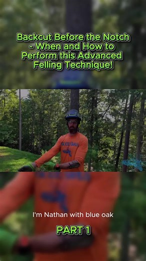 Backcut Before the Notch- When and How to Perform this Advanced Felling Technique! #usatiktok🇺🇸 #usaf #usatiktok #usa_tiktok #usa🇺🇸 #usa #losangeles #newyork #washington #america #texas #treeremoval #logginglife #forestry #arborist #fellingtrees #fyp #foryou #foryoupage #learnontiktok