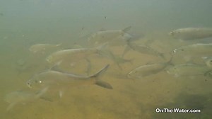 8.4K views · 244 reactions | Read about the study tagging and...