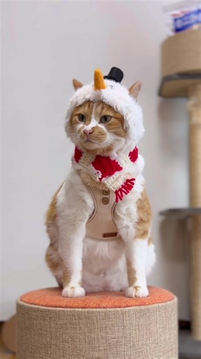 雪だるま⛄️ 角が生えてるように見えるねꉂꉂ🐈 【よくある質問】 ［名前］：もんぶらん（もんちゃん） ［性別］：♂ ［年齢］：推定6歳 ［種類］：元野良猫でミックス ［体重］：7.6キロ（ダイエット中） ［衣装］： この動画のハーネス→JOKER この動画の帽子・マフラー→主の手作り ［お散歩開始日］ ：2年半前からです！ ［ハーネスの練習］ ：ハーネスやお散歩の練習はしたことがなく、初めて装着した時からこんな感じで抵抗ありませんでした！嫌がってたらお散歩するつもりなかったので今頃お散歩猫にはなってなかったと思います！ ［お散歩の所要時間］ ：まちまちで早いと1分足らず、長いと1時間超える時も！基本はもんちゃんが帰りたいタイミングで玄関に戻ってくれます！ ［ノミダニ予防］ ：かかりつけの病院にお散歩認知してもらってるのでスポットタイプのお薬もらってます！ ［お散歩のきっかけ］ ：家にはちび、もんぶらん、あめの3匹（みんな元野良猫）の猫がいます。もんちゃんだけ別部屋で生活しているため、他の猫の気配を常に感じながら生活している＋隔離された部屋以外行き来できないため、何かストレス発散はない