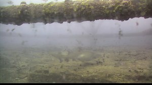 Most sharks give birth to live young, called pups. Similar to humans, these pups have the ability to kick in their mother’s abdomen. In honor of Mothers Day weekend we’re sharing this sand tiger shark mom whose pups you can see kicking in her abdomen. 📹 : Explore.org/E.Burge #FactsOverFear #SharkMoms #MothersDayWeekend #MothersDay | OCEARCH