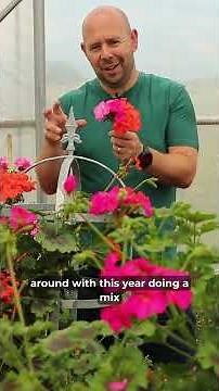 Climbing Geranium Pre Orders 2026