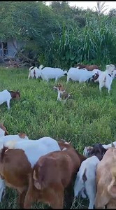 3.3K views · 41 reactions | FARMING TIPS FOR BEGINNERS 1. Start...