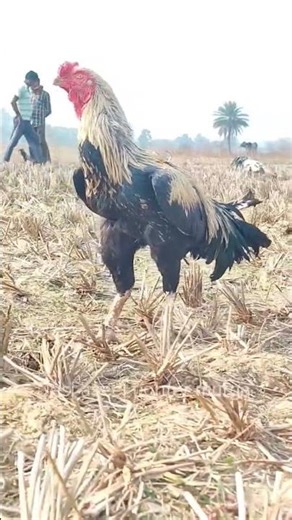 meet the amazing Aseel Rooster fighter 1 😱 #aseelmurga