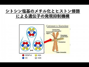 9 エピジェニティクな遺伝子発現制御 2