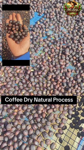 ☕ Dry / Natural Process Coffee ဆိုတာဘာလဲ Dry Process (Natural Process) ဆိုတာ ကော်ဖီသီးကို မခွာမဖယ်ဘဲ သီးတစ်လုံးလုံးအတိုင်း နေရောင်နဲ့ ခြောက်အောင် လှမ်းတဲ့ processing နည်းလမ်း ဖြစ်ပါတယ်။ ကော်ဖီစိုက်ပျိုးမှုအစပိုင်းကတည်းက အသုံးများခဲ့တဲ့ အဟောင်းဆုံး processing နည်းလမ်း တစ်မျိုးလည်း ဖြစ်ပါတယ်။ 🌞 ဘာကြောင့် “Dry / Natural” လို့ခေါ်တာလဲ ဒီနည်းလမ်းမှာ ရေသုံးစရာ မလိုဘဲ နေရောင်အပေါ် အခြေခံပြီး ခြောက်အောင် လုပ်တာကြောင့် Dry Process လို့ ခေါ်ကြပါတယ်။ သီးအတိုင်း သဘာဝအတိုင်း ခြောက်စေတဲ့နည်းဖြစ်လို့ Natural 