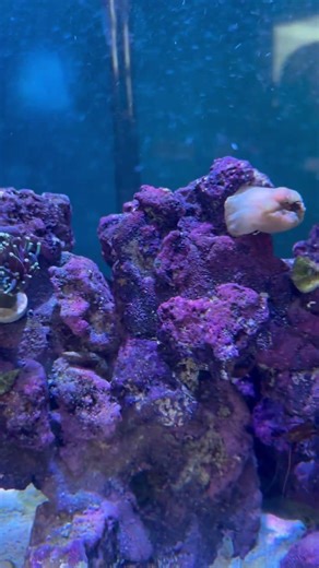 My new upgrade light ai prime 16 HD corals are getting use to the new light