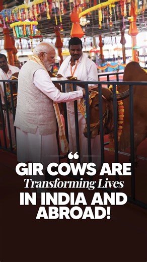 23K views · 1K reactions | Gir Cows Strengthening Global Communities! While addressing the birth centenary celebrations of Sri Sathya Sai Baba at Puttaparthi, PM Narendra Modi highlighted how Gir cows are improving lives in India and abroad. From rising numbers in Varanasi to Rwanda’s Girinka tradition and Brazil’s dairy successes, these indigenous breeds are boosting nutrition, income and social wellbeing worldwide. #PMModiInAndhraPradesh | MyGovIndia | Facebook