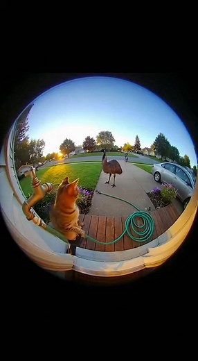 Doorbell Camera Catches the Wildest Cat Attack Ever!#DoorbellCam#CaughtOnCamera#CatAttack#FunnyPets#CatChaos#RingCamera#CaughtIn4K#CatPrank#WildFootage#PetFails#CrazyCatMoments#ComedyVideo#JoggerFails#UnexpectedMoments#FunnyAnimals#CatLife#AnimalPranks#HomeSecurityCam#ViralVideo#MustWatch | Tarantula Lovers | Facebook