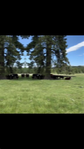 Checking cows and fixing fence!!! #fyp #cowboyshit #farmlife #cows #cowdog
