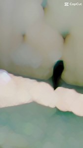 Emu chicks | Kirmani Breeding Farm