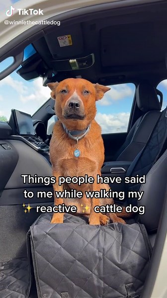 Dealing with a Reactive Cattle Dog: Common Comments