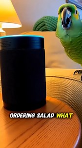 65K views · 713 reactions | The parrot tries to order a pepperoni pizza, Alexa doesn’t understand, and the bird erupts in frustration… especially when Alexa announces she's “ordering salad.” The attitude, the yelling, the timing — everything about this scene makes it an instant classic for pet-comedy lovers. #Parrot #AmazonParrot #TalkingParrot #Alexa #usa #funnypets #usareels | Beako | Facebook