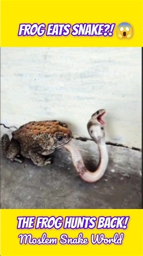 A Frog Hunted a Snake?! 😱 | Nature's Most Unexpected Predator