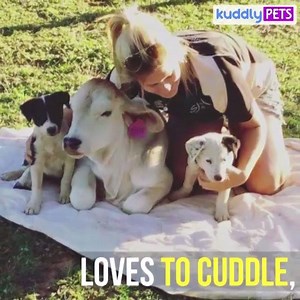 44K views · 2.5K reactions | This cow acts just like a man's best...