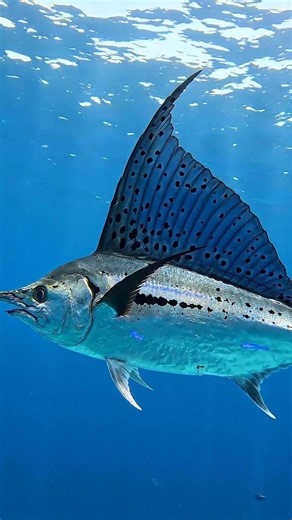 The Sailfish Is Faster Than a Cheetah — 110 km/h in Open Water