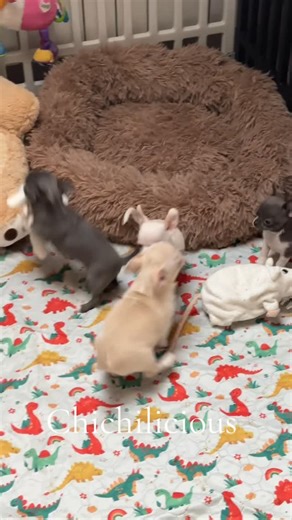 Chichilicious on Instagram: "🫶🐾❤️ #chichilicious #puppy #chiwawa #chihuahua #cutedogs"