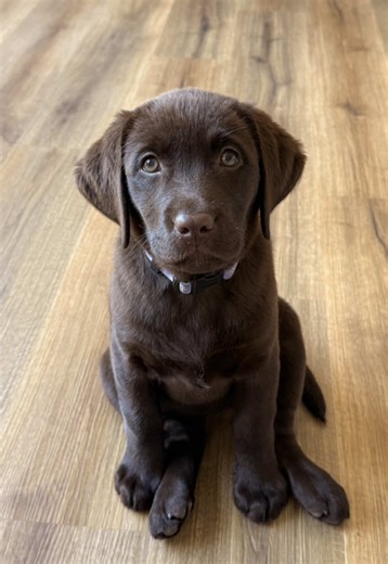 Cute Black Labrador Puppy Sounds