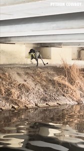 Do you think Otto's gonna win the race? | Python Cowboy Hunts