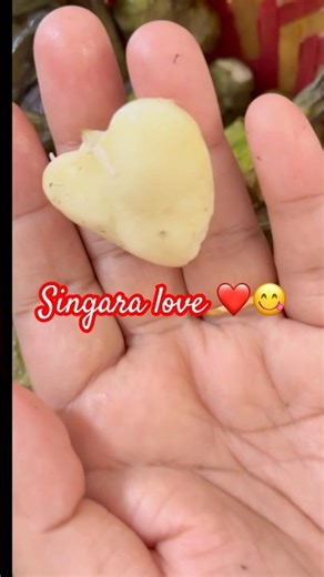 Songara love 🥰😋 #singara #foxnut #foxnutrecipe #newfruits #fruit #fruitsalad #fruitcutting #food