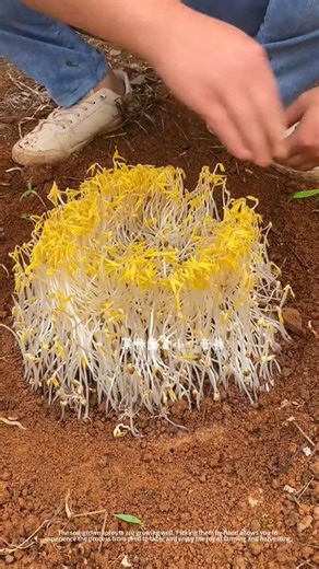 Fresh bean sprout harvesting process