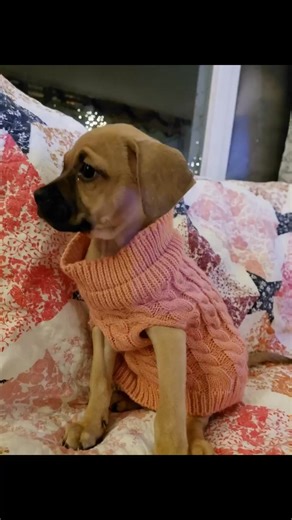 Update: Winnie has found her forever home! Winnie is available for adoption! She is an extraordinarily sweet puppy. She displays excellent social skills with cats, dogs, and people, and is looking for her forever home! Contact Sullivan Sanctuary of Maine to learn how you can apply for adoption of Winnie! Applications are through Silkysato.com | Sullivan Sanctuary of Maine