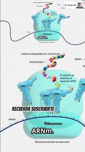 How a ribosome is formed #biology