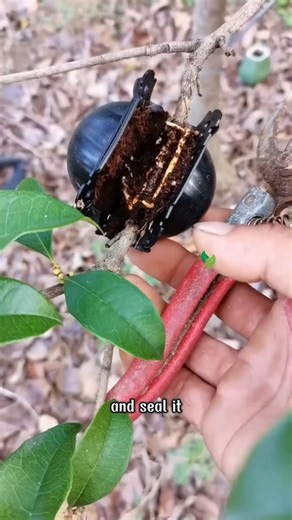 1.3K views | Plant Rooting Ball Reusable Cutting If you want your plants to reproduce like chickens laying eggs, | The Crafted Garden | Facebook