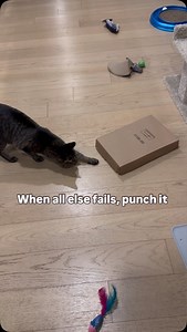 4.4K views · 64 reactions | Simple, yet effective  - Arya 﫶 #Cats #Pets #Cute #CatDad #Funny #TheCatChaddy #Arya | TheCatChaddy | Facebook