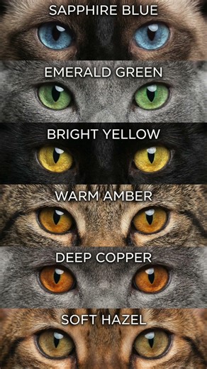 The Stunning Spectrum of Cat Eyes: 6 Colors in Macro. Which One Is Your Favorite? 🐱✨ #cats #tvbini