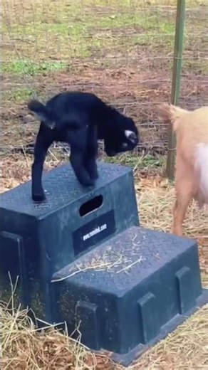 Happy Baby Goats Playing & Jumping | Cute Goat Kids Fun 🐐💫