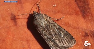 The Miller Moth Migration Has Begun In Southern Colorado
