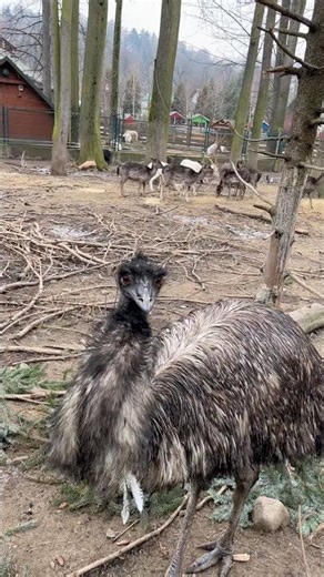 Emu Sounds Up Close 🐦 | Mini Zoo, Żywiec #travel #nature #wildlife