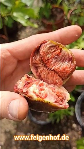 Feige "Francesca" www.feigenhof.de #feigenpflege #ficusscarica #feigenernte