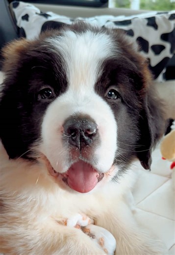 Bruno the Saint Bernard: My Adorable Puppy Journey