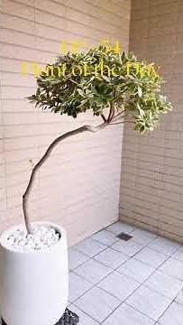 EP-54: Pittosporum Tobira Variegated
