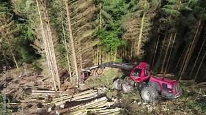 Logging Equipment in Action at the Forest. Tree cutting machinery and timber equipment