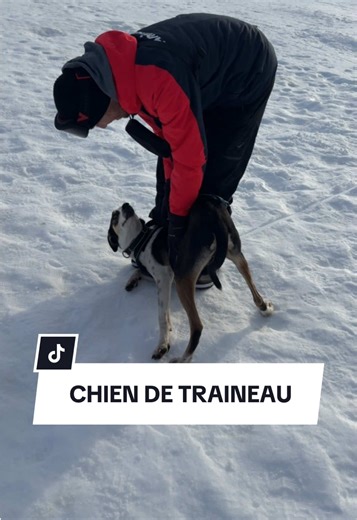 Jour 1 à la neige : braquage chez @Animalis et activité chien de traîneau 🐕🤩 #chiensurtiktok #humourchien #corgi #chiendetraineaux #animalis