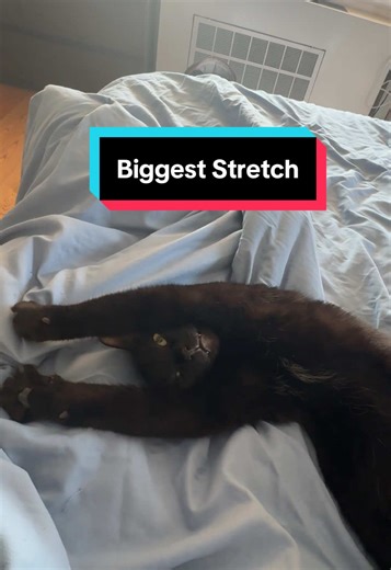 Stretching Cats and Their Funny Voids
