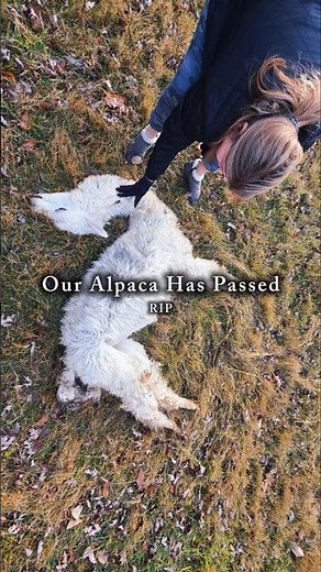 Processing / Butchering Alpaca #alpaca #butchering #diy #meatprocessing #farm #homestead #llama